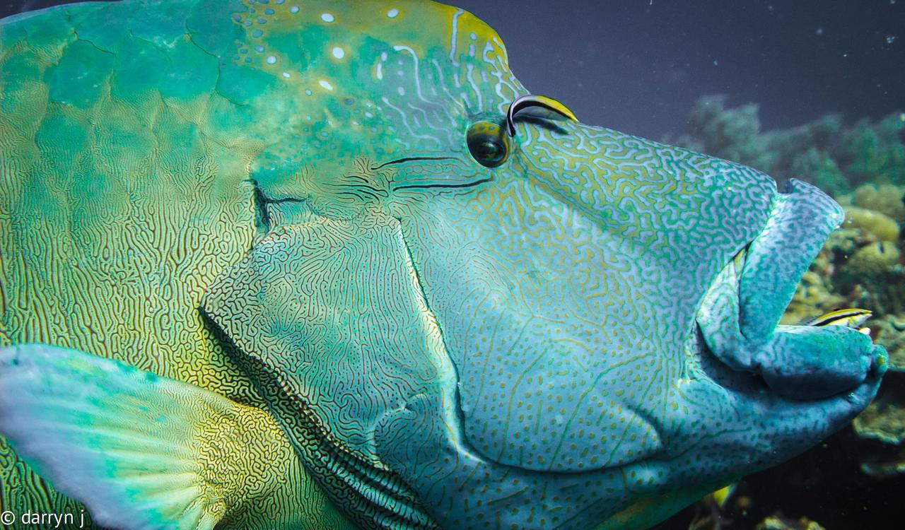 Blue Marlin Dive Komodo ลาบวนบาโจ ภายนอก รูปภาพ