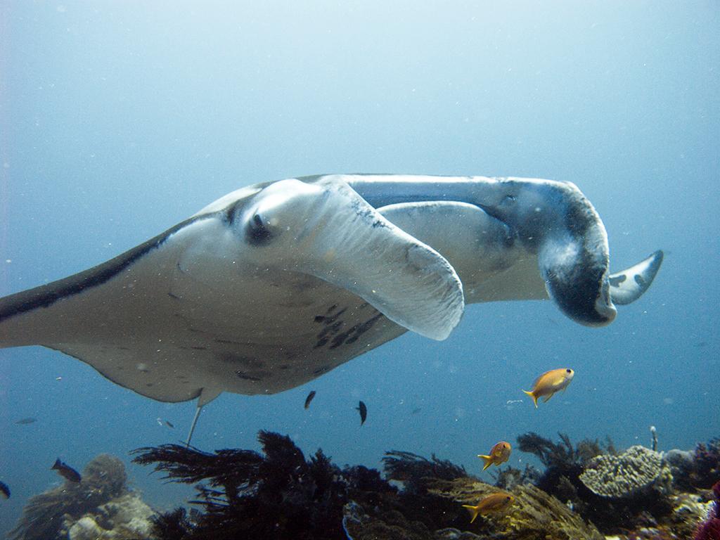 Blue Marlin Dive Komodo ลาบวนบาโจ ภายนอก รูปภาพ