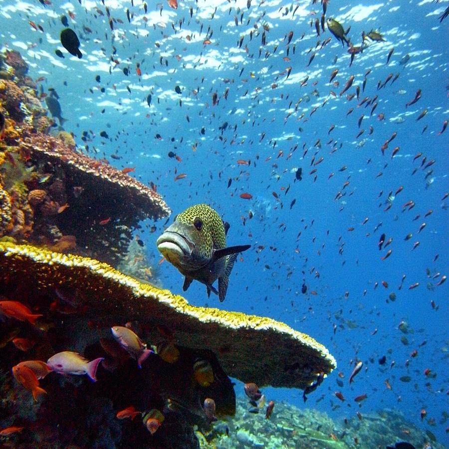 Blue Marlin Dive Komodo ลาบวนบาโจ ภายนอก รูปภาพ